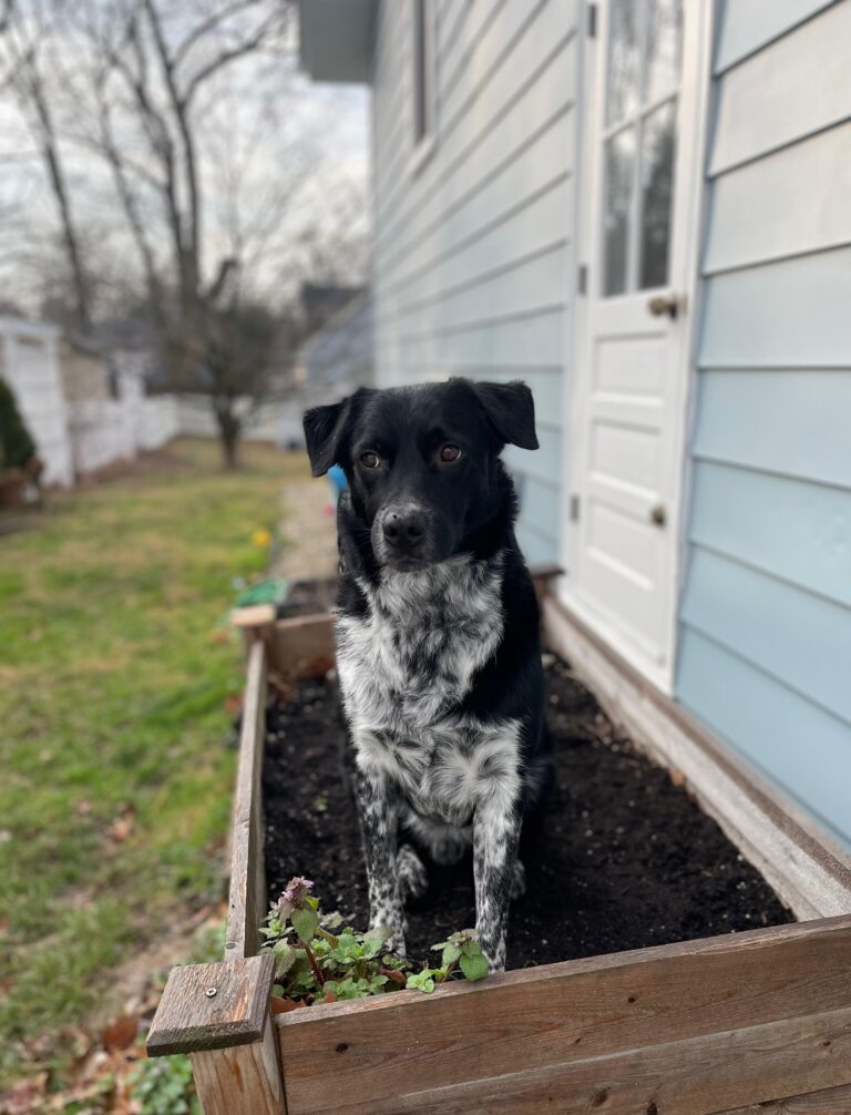 Black Lab Cattle Dog mix