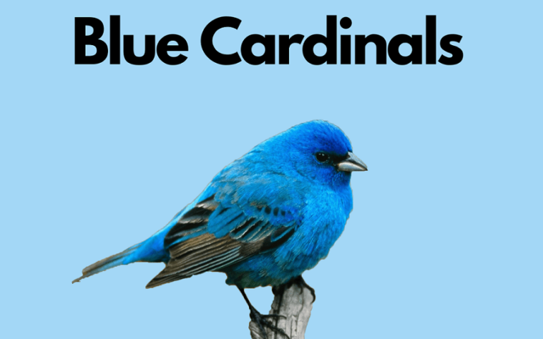 blue-cardinals